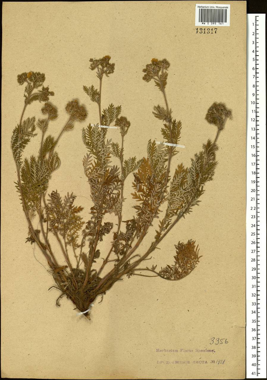Potentilla chinensis Ser., Siberia, Russian Far East (S6) (Russia)