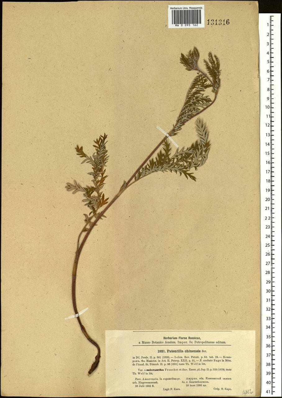 Potentilla chinensis Ser., Siberia, Russian Far East (S6) (Russia)