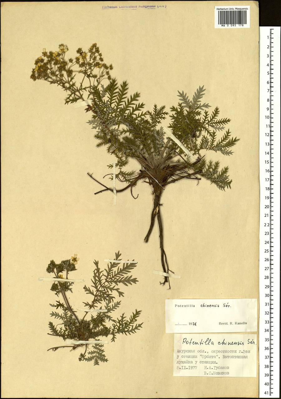 Potentilla chinensis Ser., Siberia, Russian Far East (S6) (Russia)