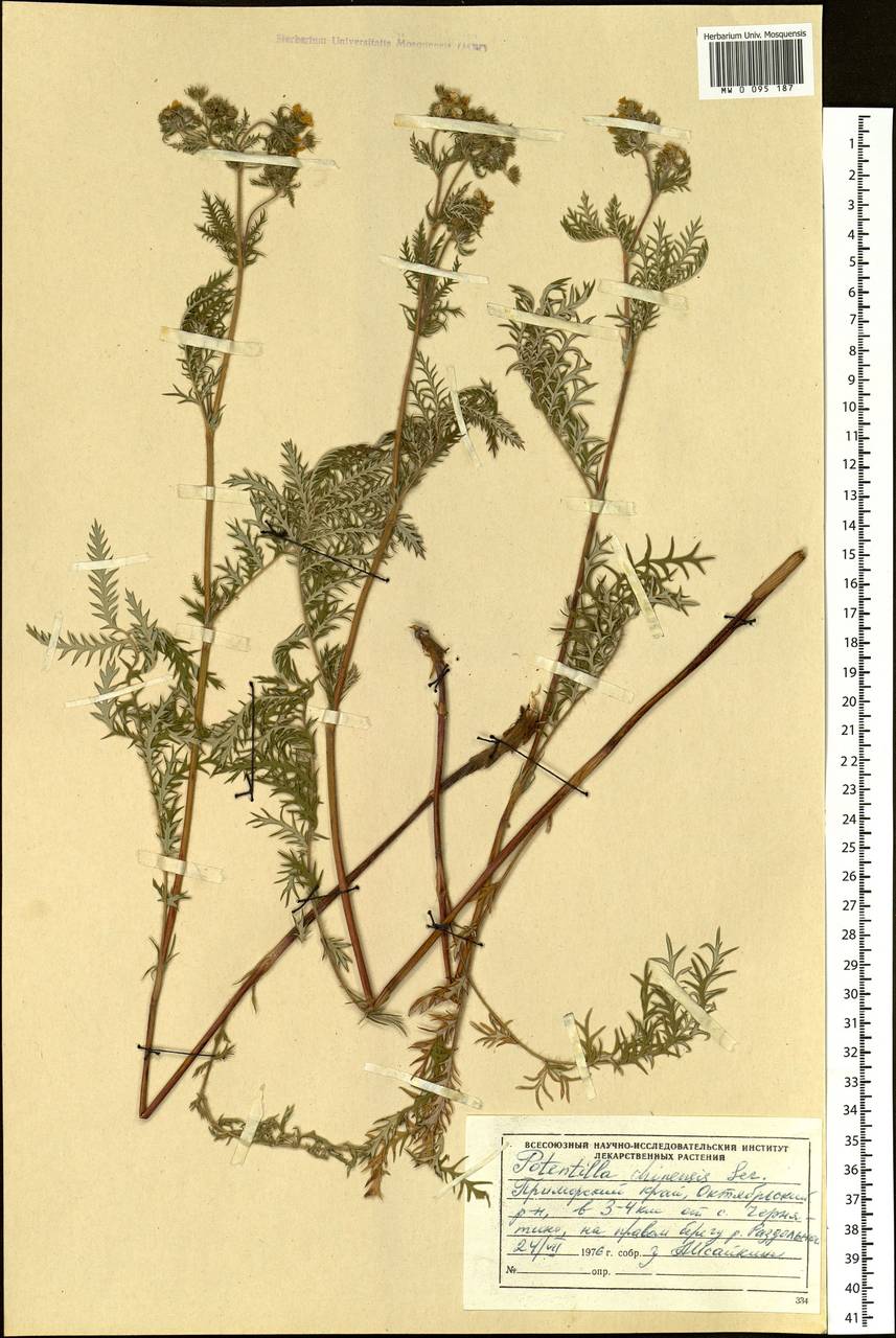 Potentilla chinensis Ser., Siberia, Russian Far East (S6) (Russia)