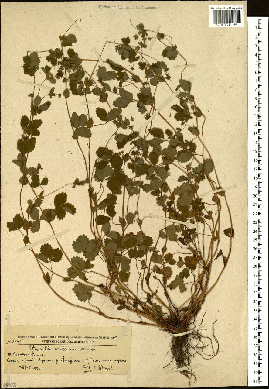 Potentilla centigrana Maxim., Siberia, Russian Far East (S6) (Russia)