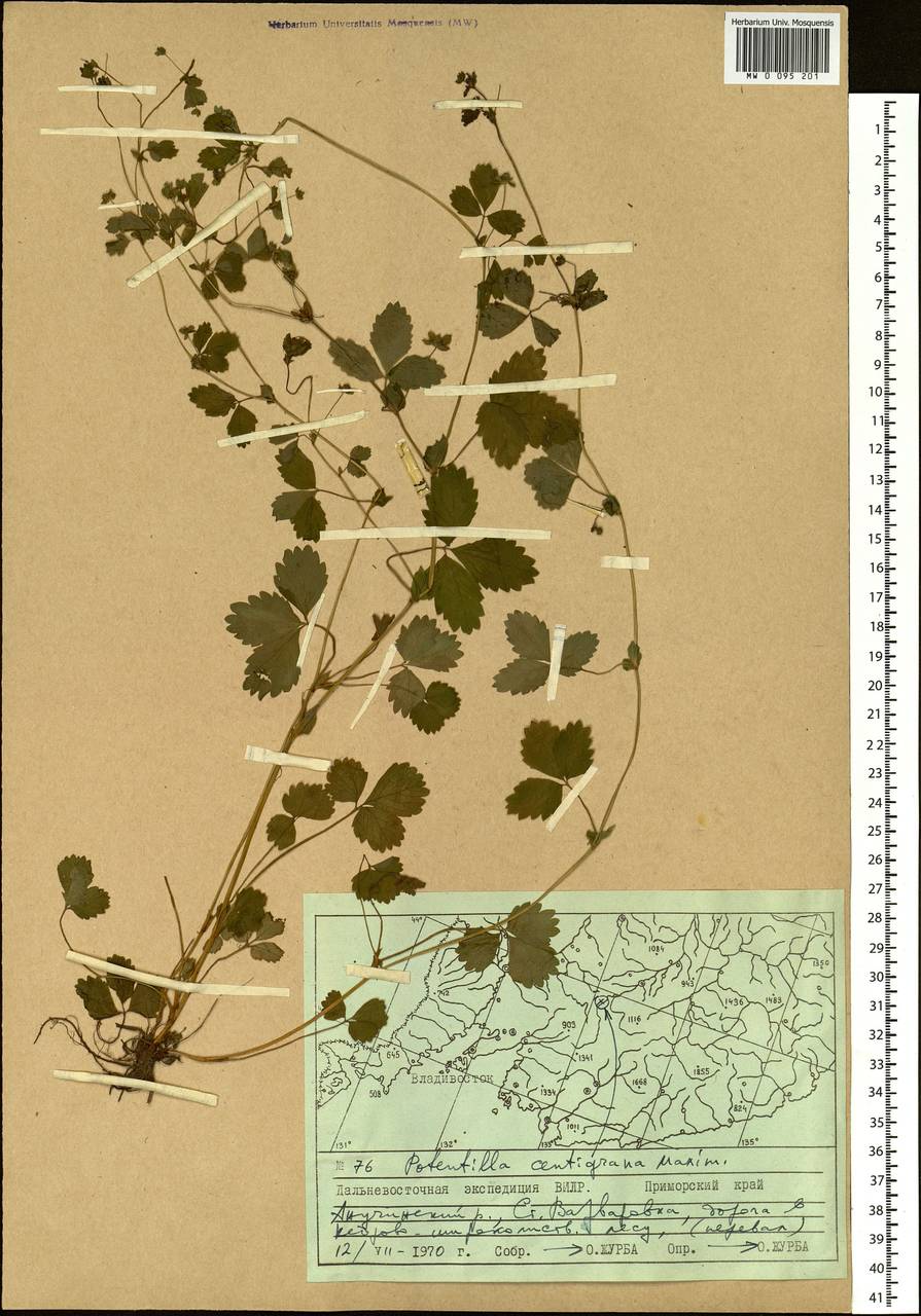 Potentilla centigrana Maxim., Siberia, Russian Far East (S6) (Russia)
