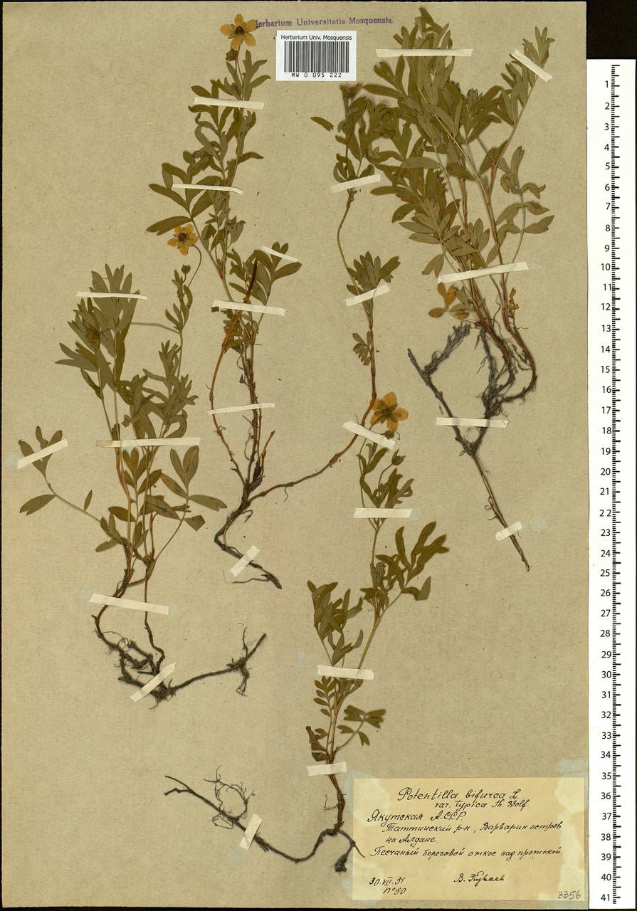 Sibbaldianthe bifurca (L.) Kurtto & T. Erikss., Siberia, Yakutia (S5) (Russia)