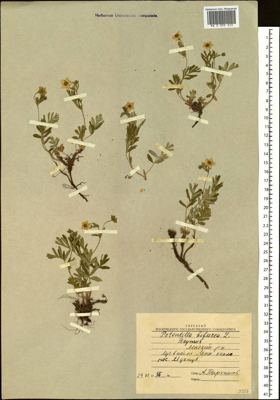 Sibbaldianthe bifurca subsp. bifurca, Siberia, Yakutia (S5) (Russia)