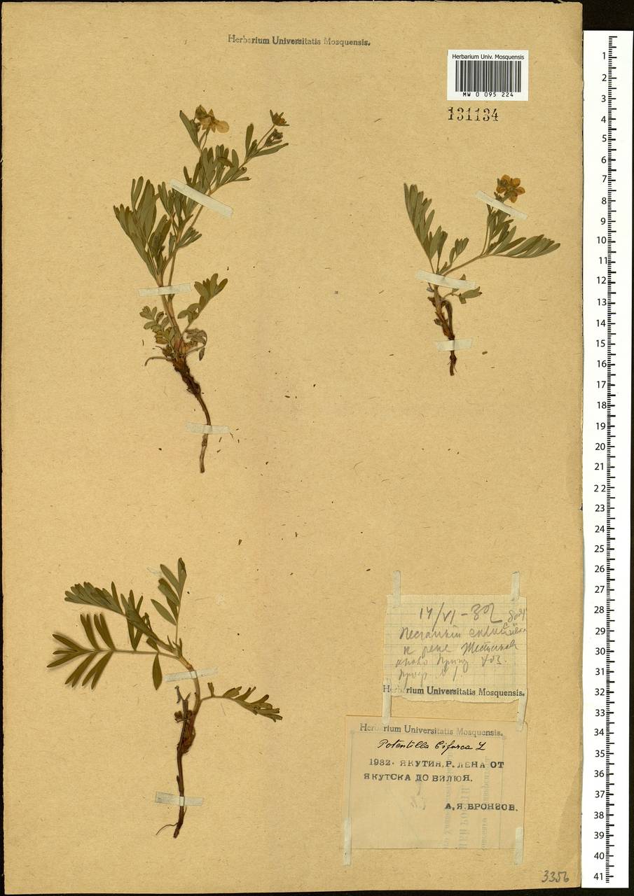 Sibbaldianthe bifurca (L.) Kurtto & T. Erikss., Siberia, Yakutia (S5) (Russia)