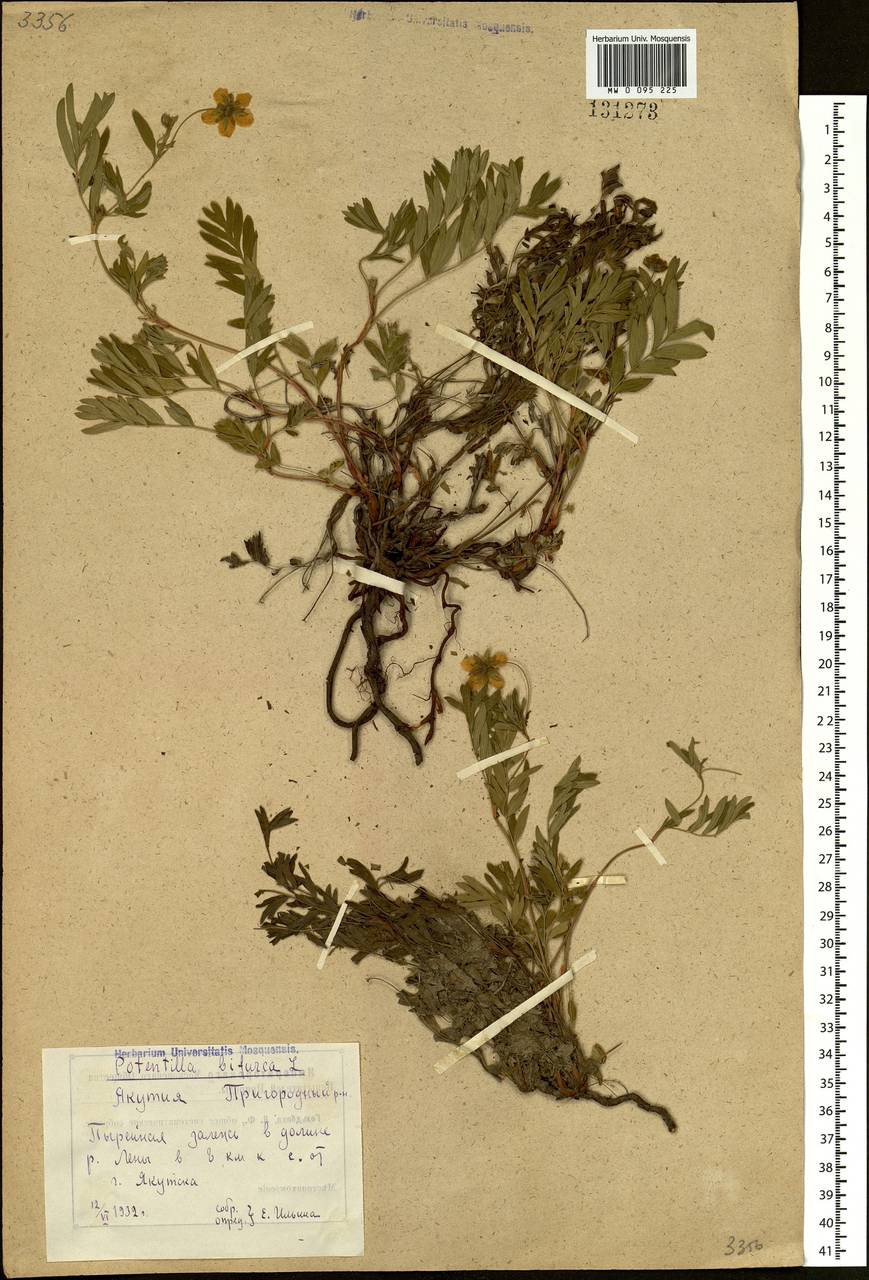 Sibbaldianthe bifurca (L.) Kurtto & T. Erikss., Siberia, Yakutia (S5) (Russia)