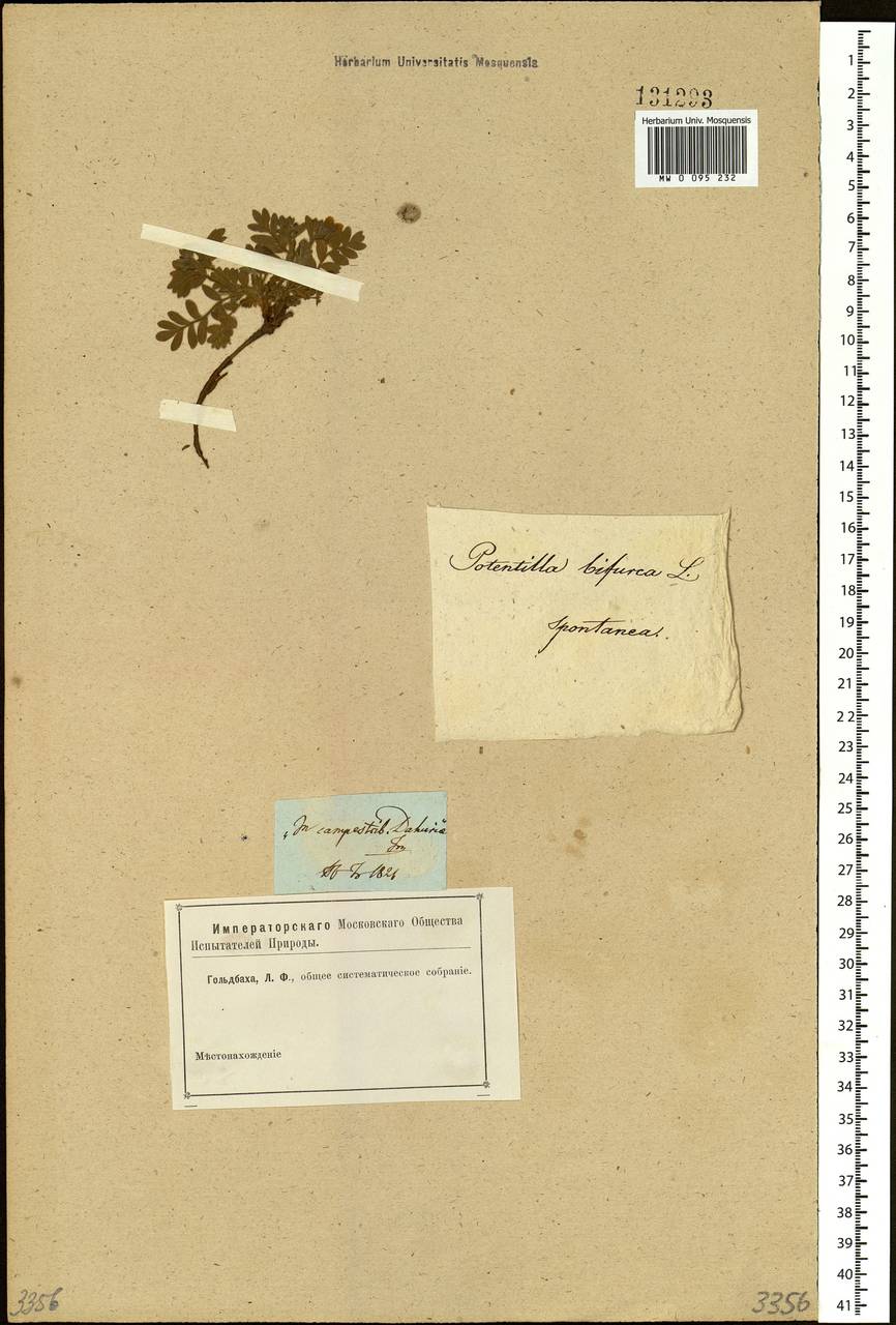 Sibbaldianthe bifurca (L.) Kurtto & T. Erikss., Siberia, Baikal & Transbaikal region (S4) (Russia)