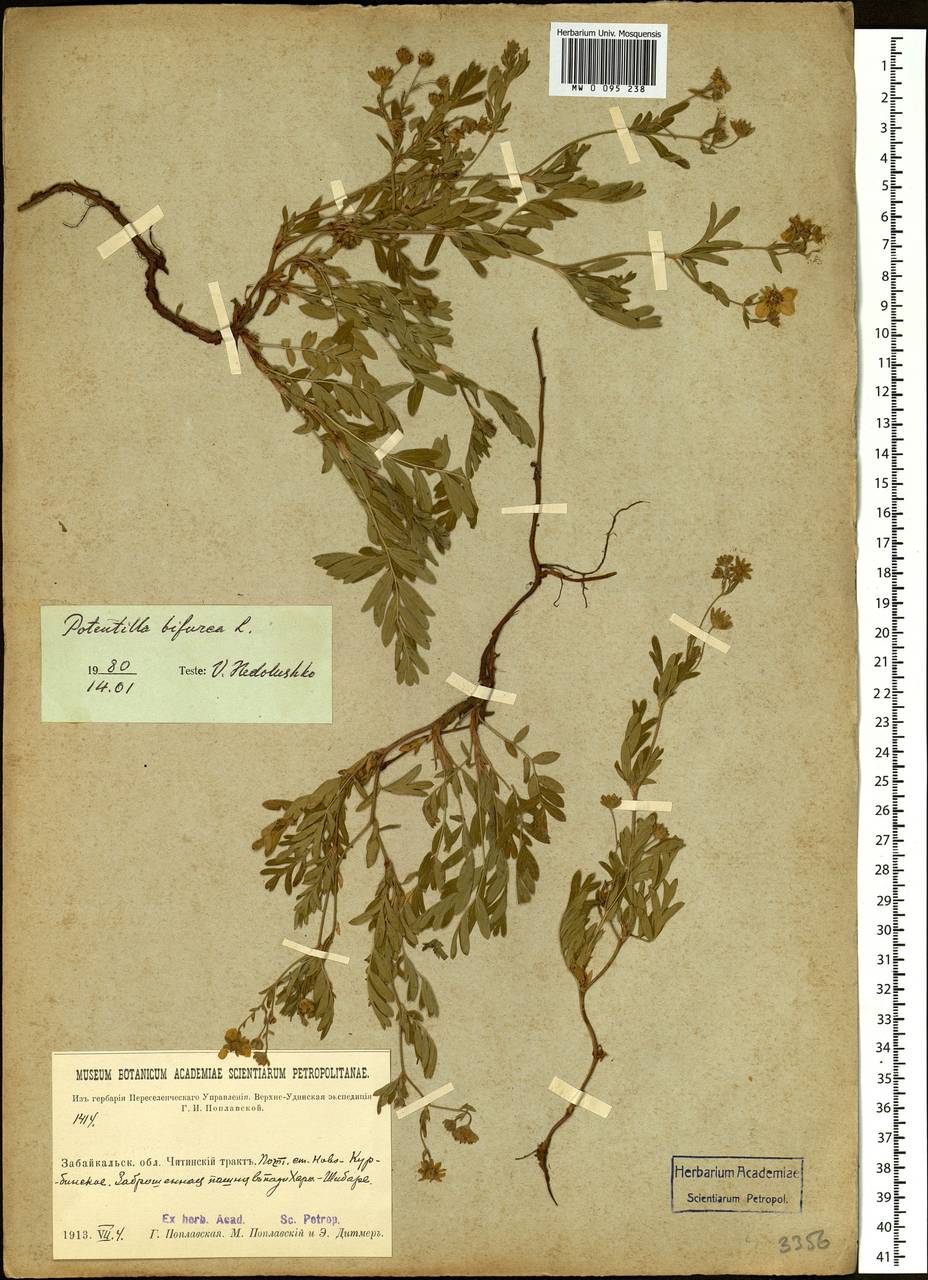 Sibbaldianthe bifurca (L.) Kurtto & T. Erikss., Siberia, Baikal & Transbaikal region (S4) (Russia)