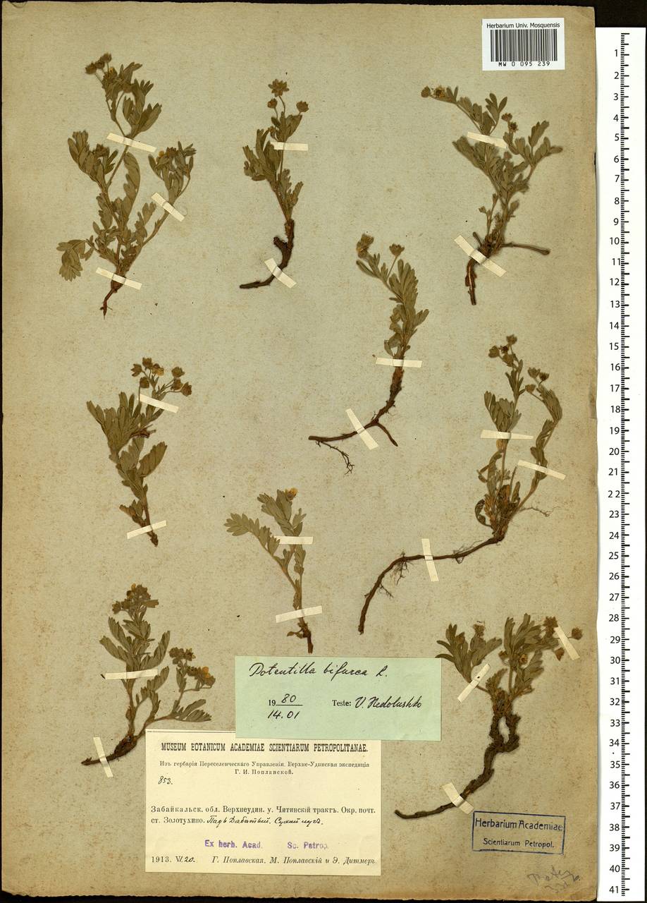 Sibbaldianthe bifurca subsp. bifurca, Siberia, Baikal & Transbaikal region (S4) (Russia)