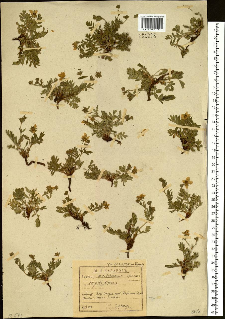 Sibbaldianthe bifurca (L.) Kurtto & T. Erikss., Siberia, Baikal & Transbaikal region (S4) (Russia)