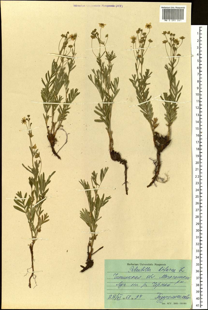 Sibbaldianthe bifurca (L.) Kurtto & T. Erikss., Siberia, Baikal & Transbaikal region (S4) (Russia)