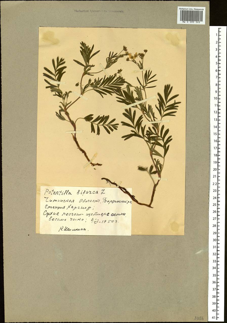 Sibbaldianthe bifurca (L.) Kurtto & T. Erikss., Siberia, Baikal & Transbaikal region (S4) (Russia)