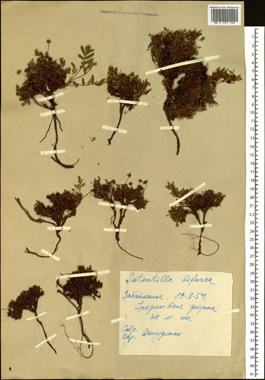 Sibbaldianthe bifurca (L.) Kurtto & T. Erikss., Siberia, Baikal & Transbaikal region (S4) (Russia)