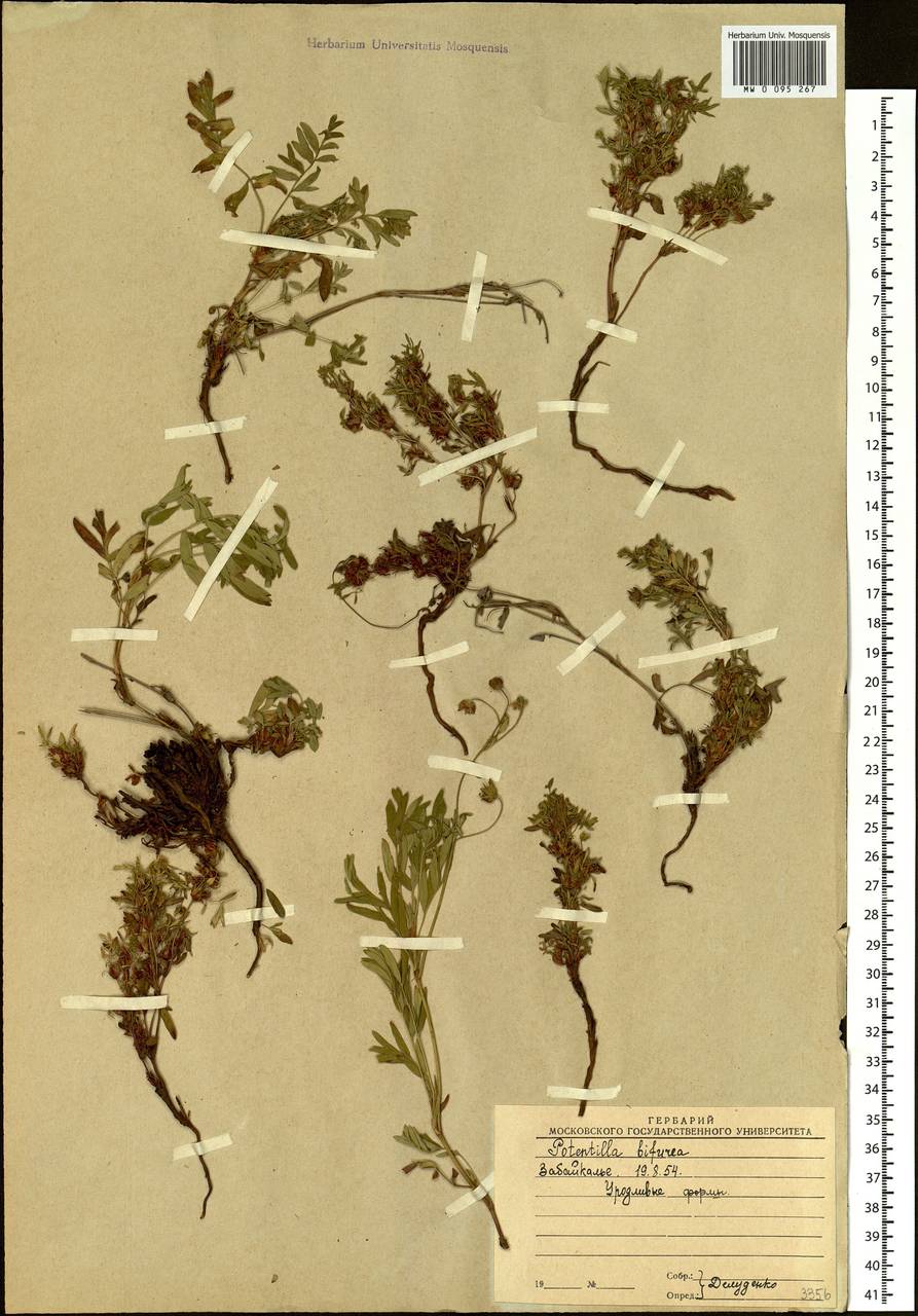 Sibbaldianthe bifurca (L.) Kurtto & T. Erikss., Siberia, Baikal & Transbaikal region (S4) (Russia)