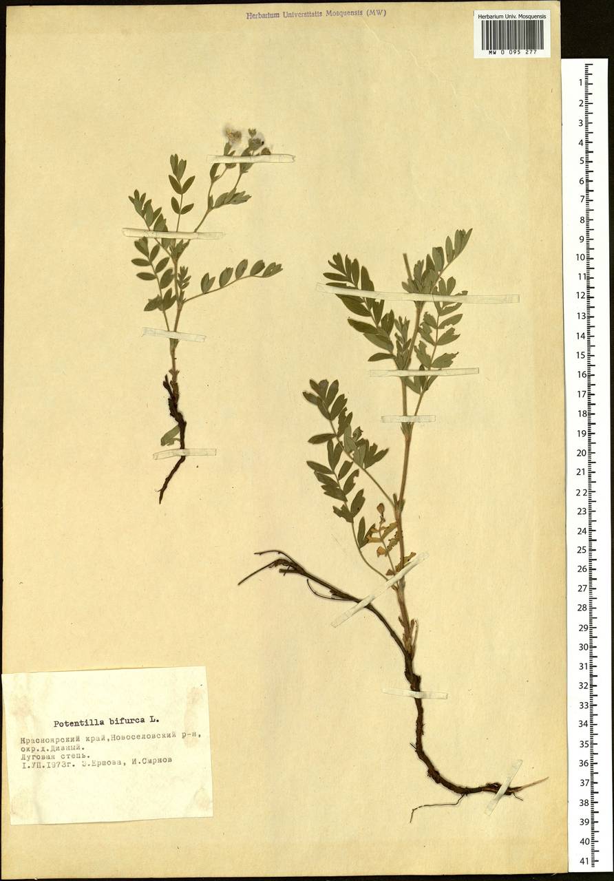 Sibbaldianthe bifurca (L.) Kurtto & T. Erikss., Siberia, Altai & Sayany Mountains (S2) (Russia)