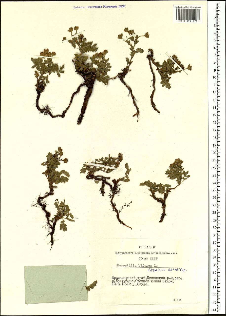 Sibbaldianthe bifurca subsp. bifurca, Siberia, Central Siberia (S3) (Russia)