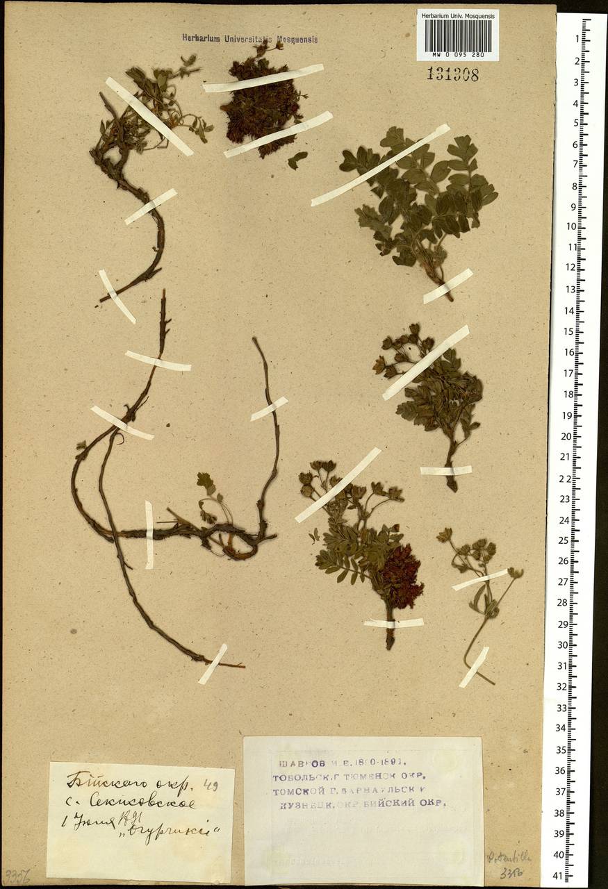 Sibbaldianthe bifurca (L.) Kurtto & T. Erikss., Siberia, Western (Kazakhstan) Altai Mountains (S2a) (Kazakhstan)