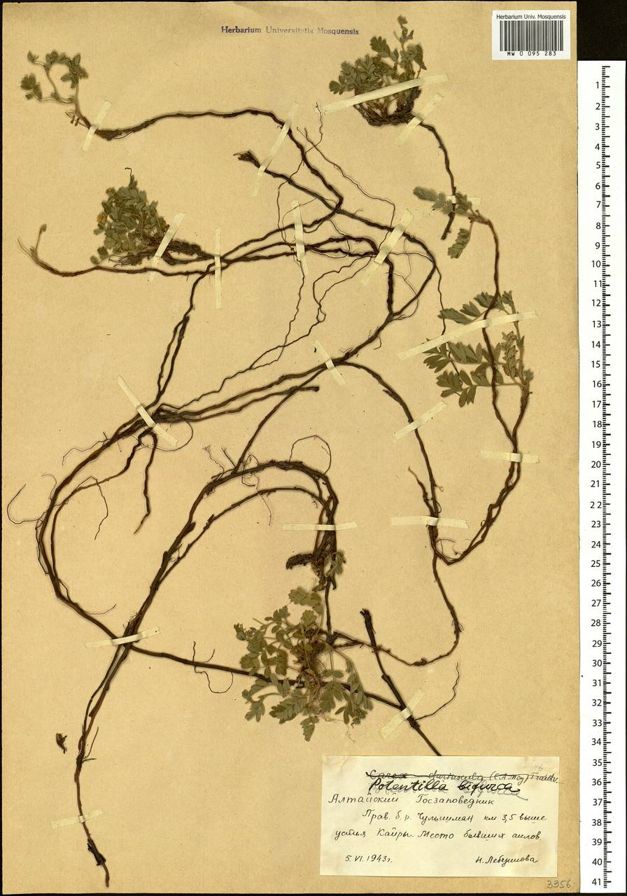 Sibbaldianthe bifurca (L.) Kurtto & T. Erikss., Siberia, Altai & Sayany Mountains (S2) (Russia)