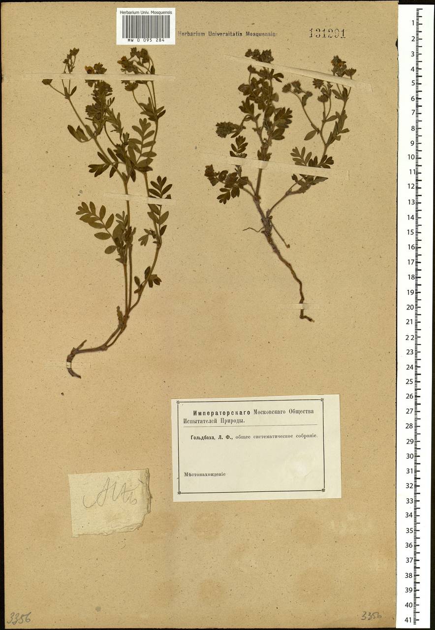 Sibbaldianthe bifurca (L.) Kurtto & T. Erikss., Siberia, Altai & Sayany Mountains (S2) (Russia)