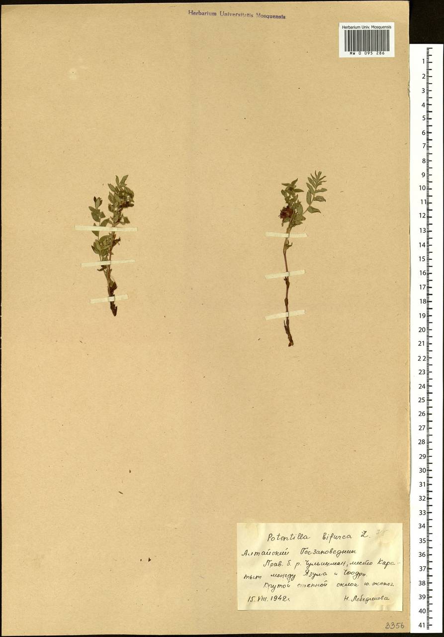 Sibbaldianthe bifurca (L.) Kurtto & T. Erikss., Siberia, Altai & Sayany Mountains (S2) (Russia)