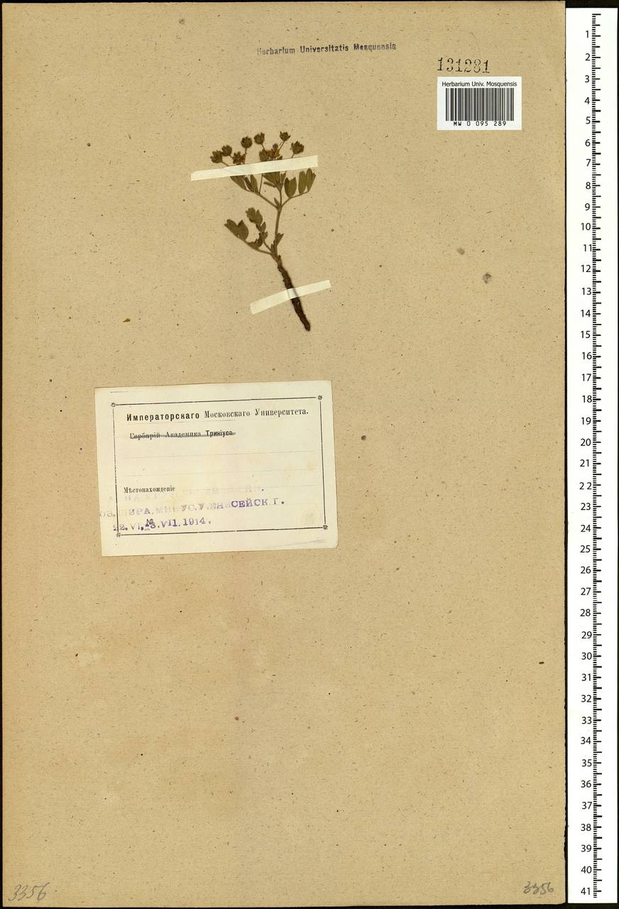 Sibbaldianthe bifurca (L.) Kurtto & T. Erikss., Siberia, Altai & Sayany Mountains (S2) (Russia)