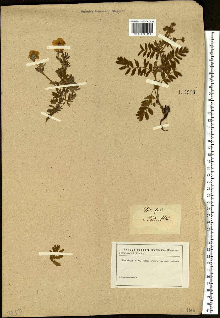 Sibbaldianthe bifurca subsp. bifurca, Siberia, Altai & Sayany Mountains (S2) (Russia)