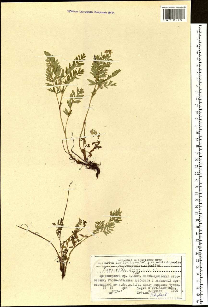 Sibbaldianthe bifurca (L.) Kurtto & T. Erikss., Siberia, Altai & Sayany Mountains (S2) (Russia)