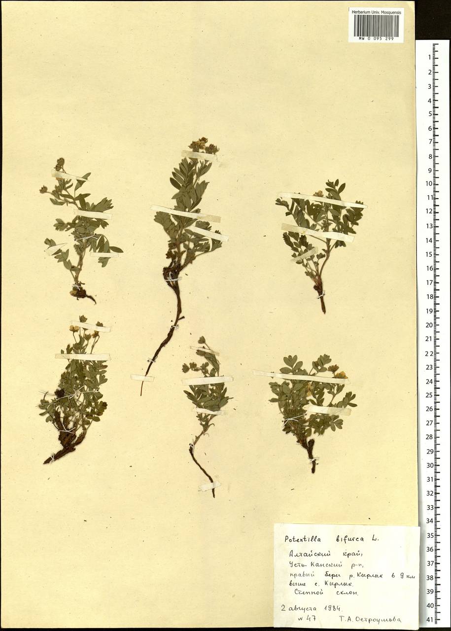 Sibbaldianthe bifurca (L.) Kurtto & T. Erikss., Siberia, Altai & Sayany Mountains (S2) (Russia)