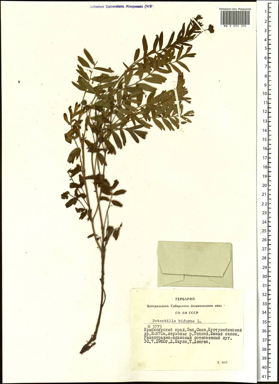 Sibbaldianthe bifurca (L.) Kurtto & T. Erikss., Siberia, Altai & Sayany Mountains (S2) (Russia)