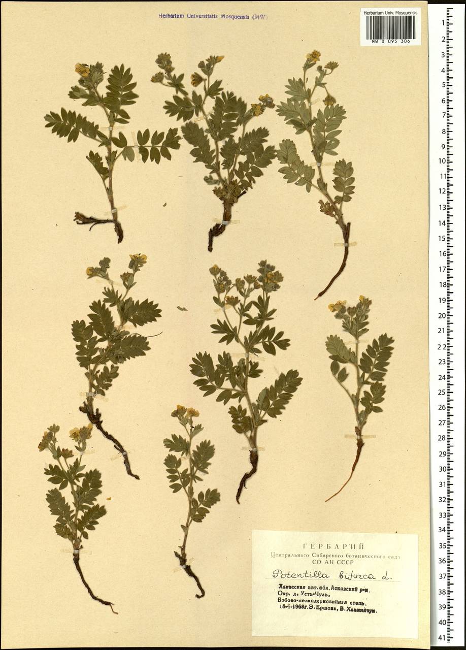 Sibbaldianthe bifurca (L.) Kurtto & T. Erikss., Siberia, Altai & Sayany Mountains (S2) (Russia)