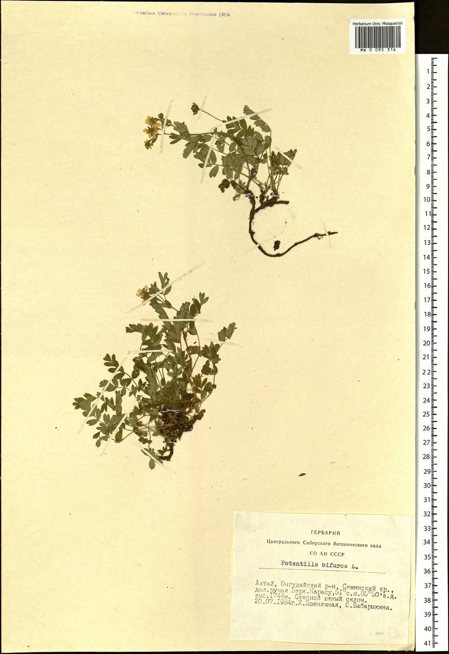 Sibbaldianthe bifurca (L.) Kurtto & T. Erikss., Siberia, Altai & Sayany Mountains (S2) (Russia)