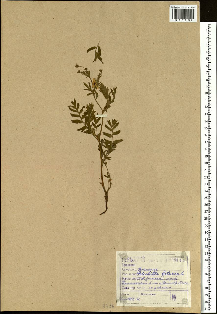 Sibbaldianthe bifurca (L.) Kurtto & T. Erikss., Siberia, Altai & Sayany Mountains (S2) (Russia)