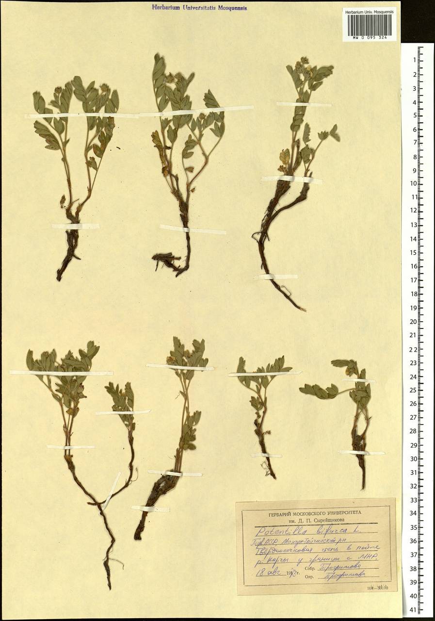 Sibbaldianthe bifurca (L.) Kurtto & T. Erikss., Siberia, Altai & Sayany Mountains (S2) (Russia)