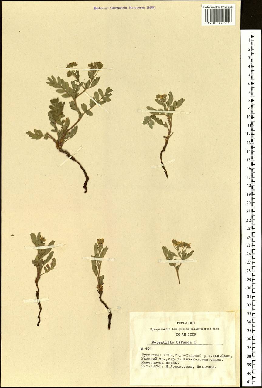 Sibbaldianthe bifurca (L.) Kurtto & T. Erikss., Siberia, Altai & Sayany Mountains (S2) (Russia)