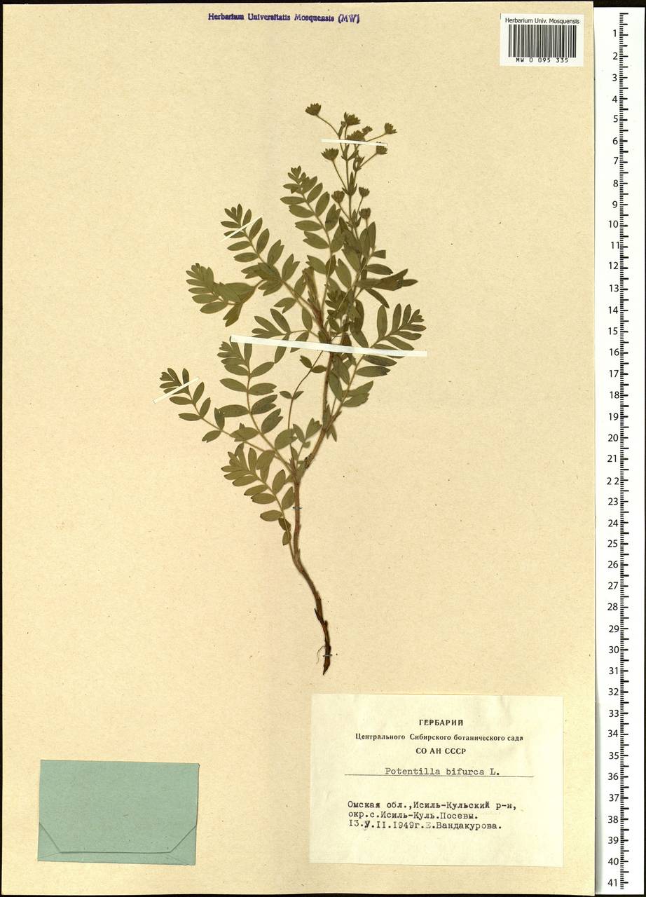Sibbaldianthe bifurca subsp. bifurca, Siberia, Western Siberia (S1) (Russia)