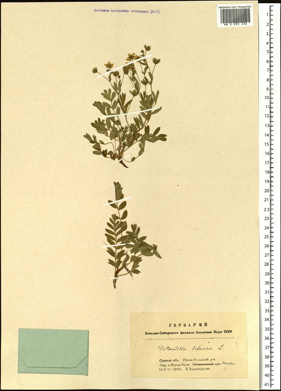Sibbaldianthe bifurca subsp. bifurca, Siberia, Western Siberia (S1) (Russia)