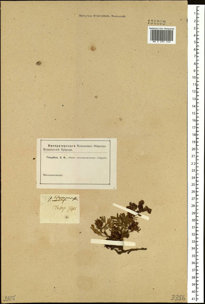 Sibbaldianthe bifurca (L.) Kurtto & T. Erikss., Siberia (no precise locality) (S0) (Russia)