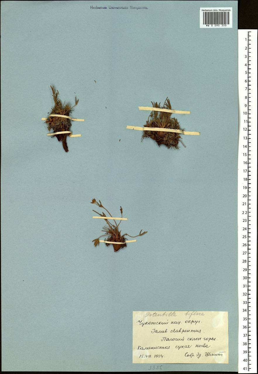 Potentilla biflora D. F. K. Schltdl., Siberia, Chukotka & Kamchatka (S7) (Russia)