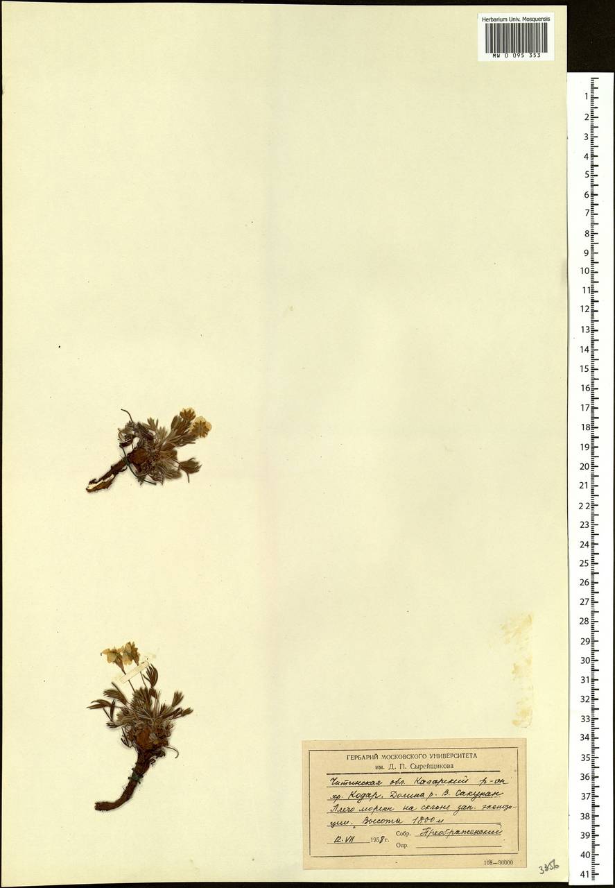 Potentilla biflora D. F. K. Schltdl., Siberia, Baikal & Transbaikal region (S4) (Russia)