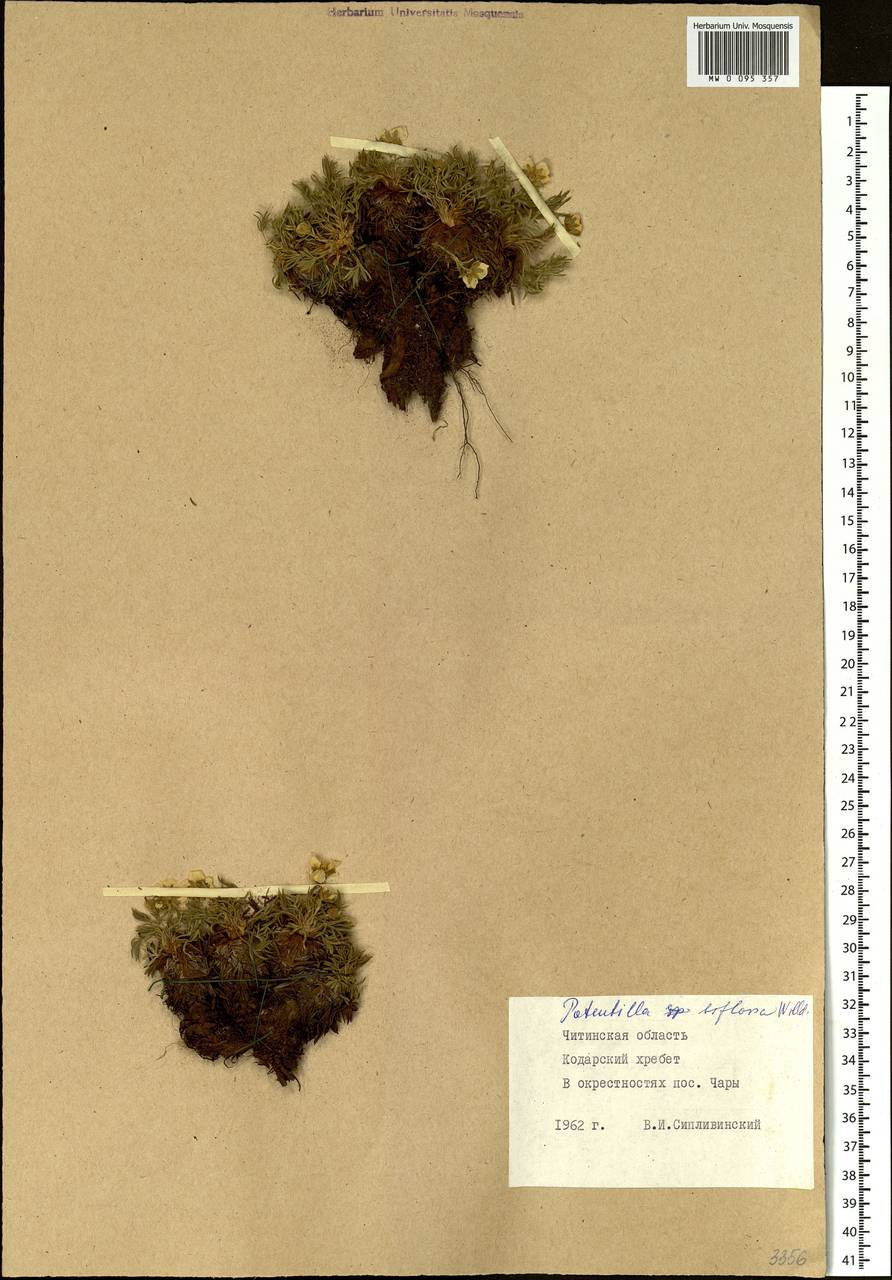 Potentilla biflora D. F. K. Schltdl., Siberia, Baikal & Transbaikal region (S4) (Russia)