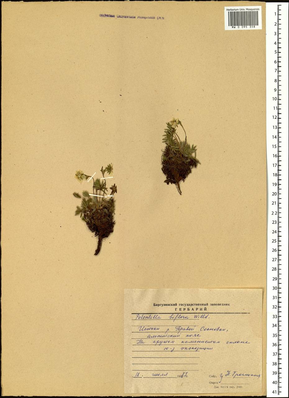 Potentilla biflora D. F. K. Schltdl., Siberia, Baikal & Transbaikal region (S4) (Russia)