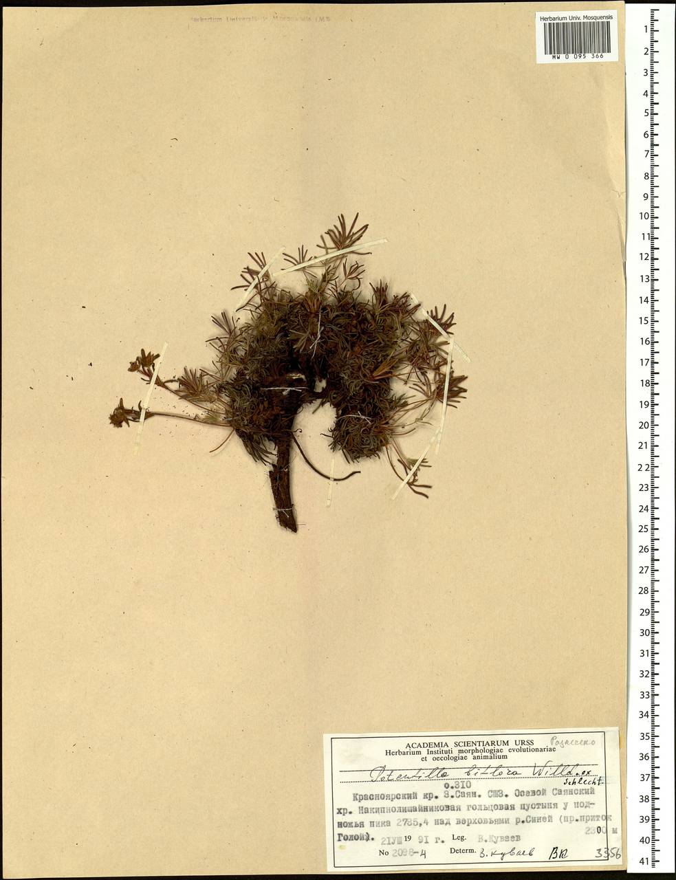 Potentilla biflora Willd. ex Schltdl., Siberia, Altai & Sayany Mountains (S2) (Russia)