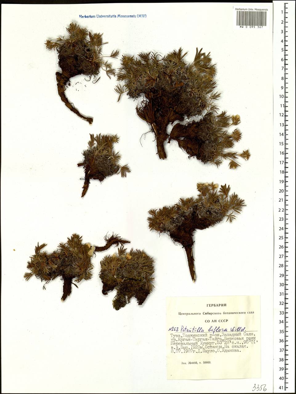 Potentilla biflora Willd. ex Schltdl., Siberia, Altai & Sayany Mountains (S2) (Russia)