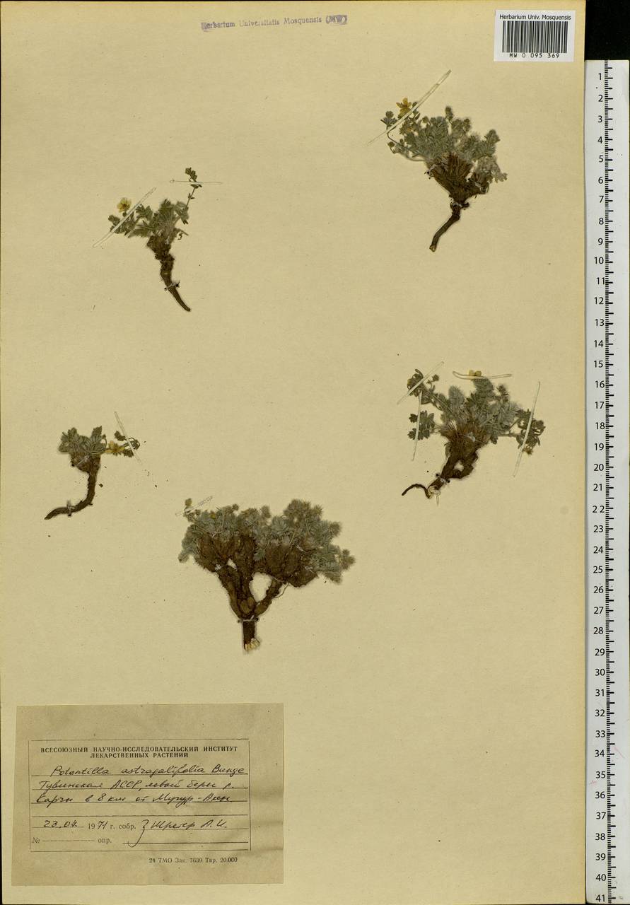 Potentilla astragalifolia Bunge, Siberia, Altai & Sayany Mountains (S2) (Russia)