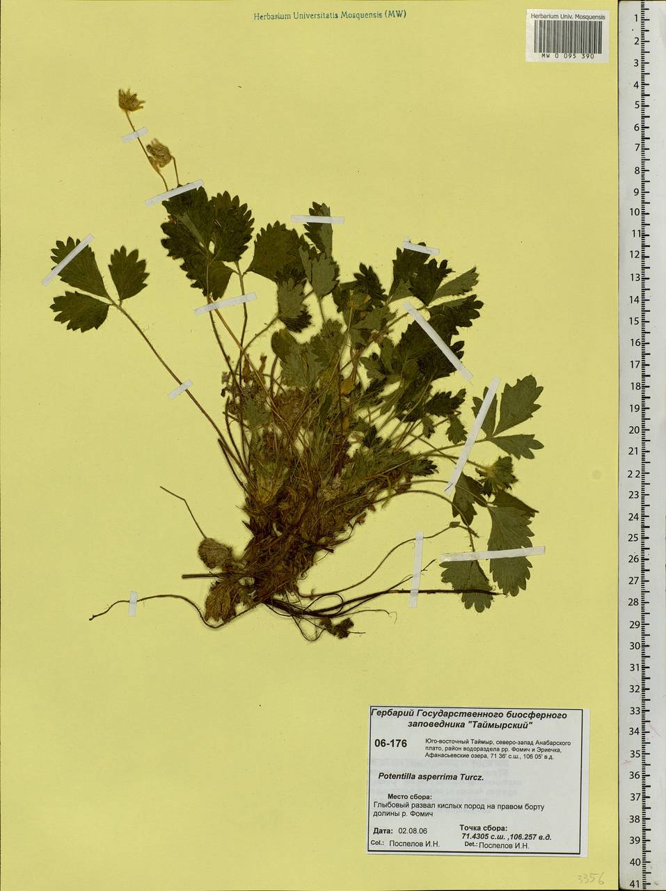 Potentilla asperrima Turcz., Siberia, Central Siberia (S3) (Russia)