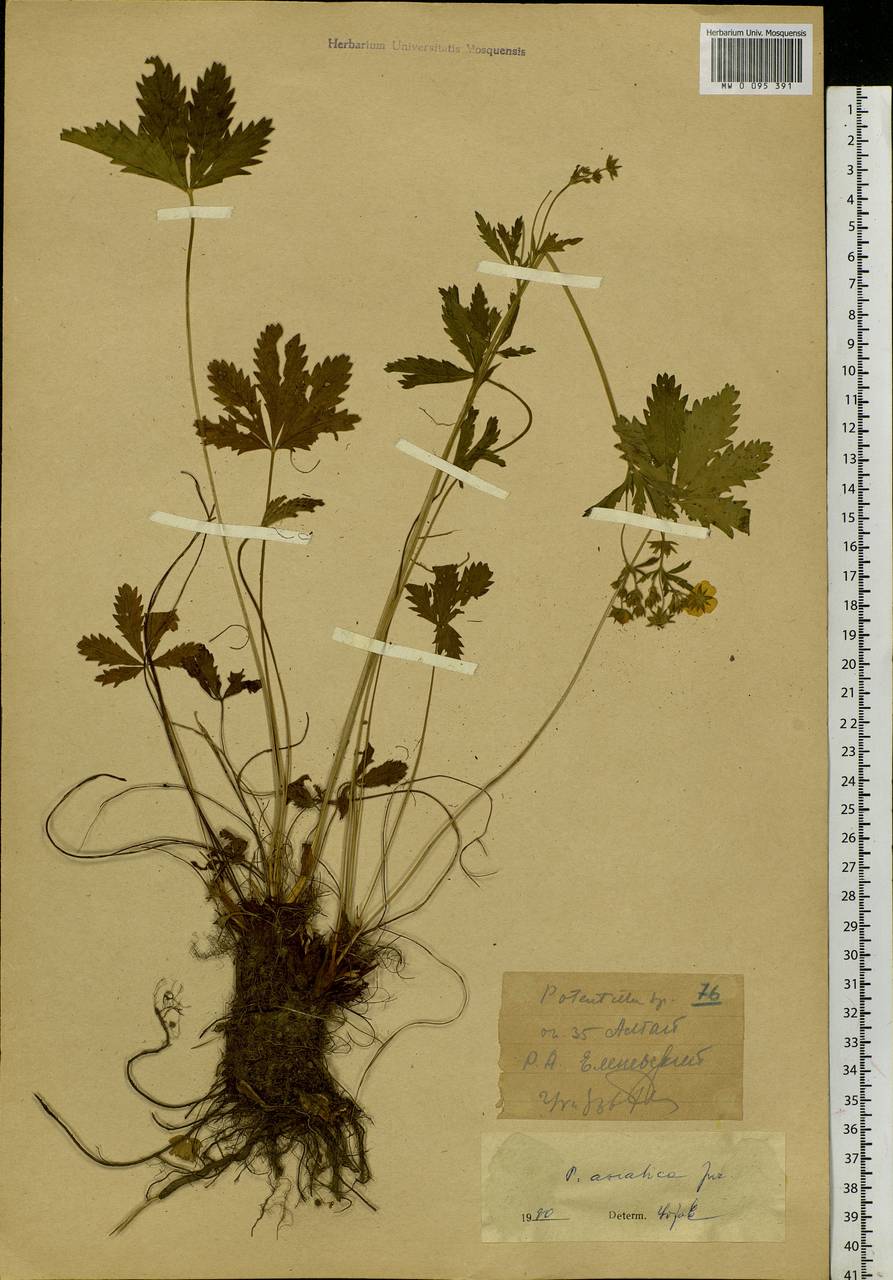 Potentilla chrysantha subsp. chrysantha, Siberia, Western (Kazakhstan) Altai Mountains (S2a) (Kazakhstan)