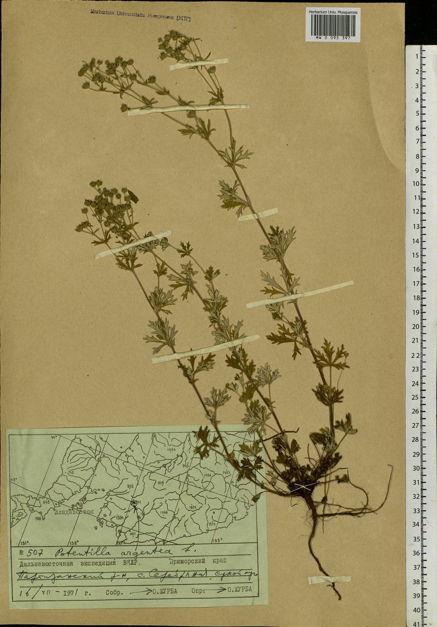 Potentilla argentea L., Siberia, Russian Far East (S6) (Russia)