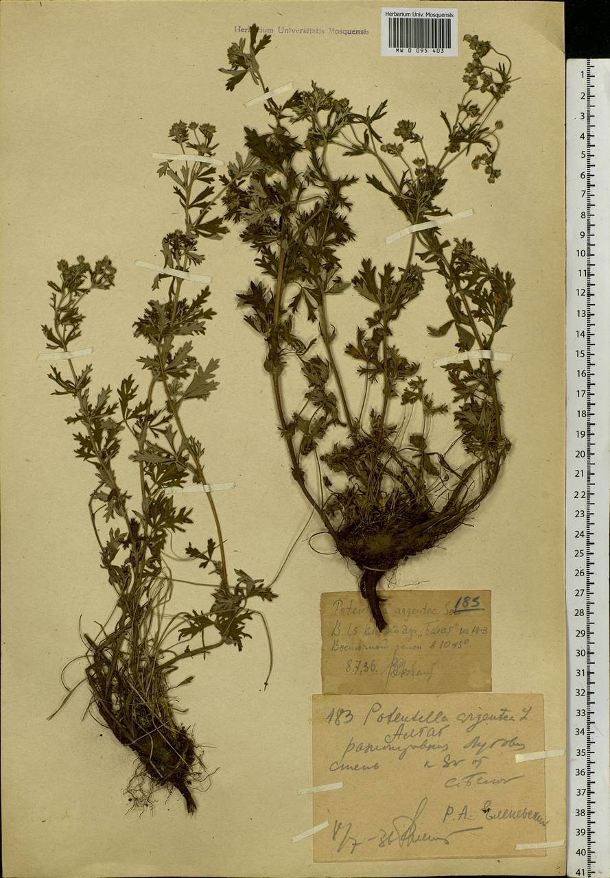 Potentilla argentea L., Siberia, Western (Kazakhstan) Altai Mountains (S2a) (Kazakhstan)