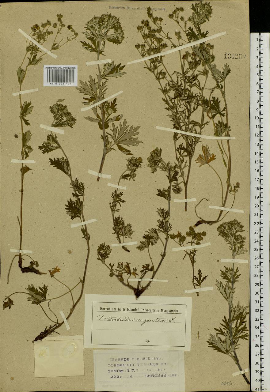 Potentilla argentea L., Siberia (no precise locality) (S0) (Russia)