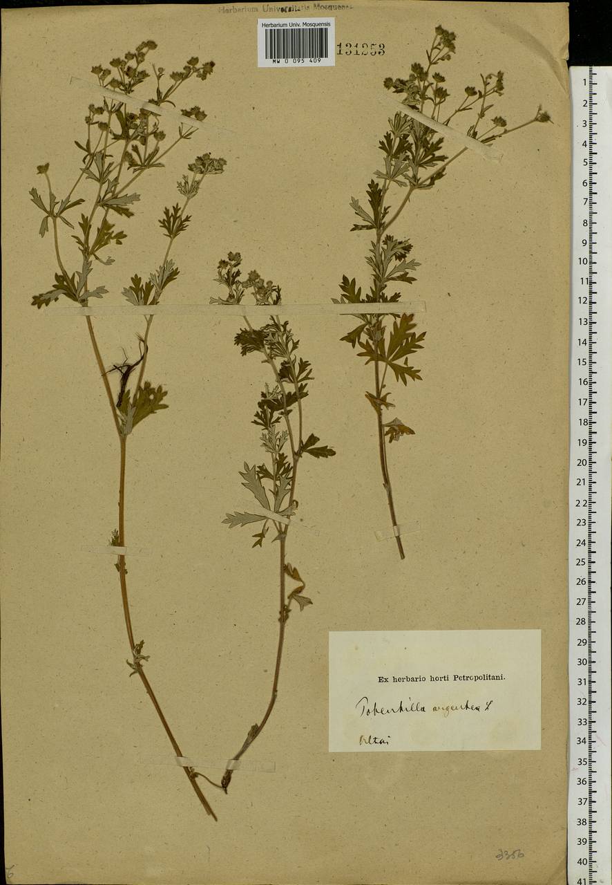 Potentilla argentea L., Siberia, Altai & Sayany Mountains (S2) (Russia)